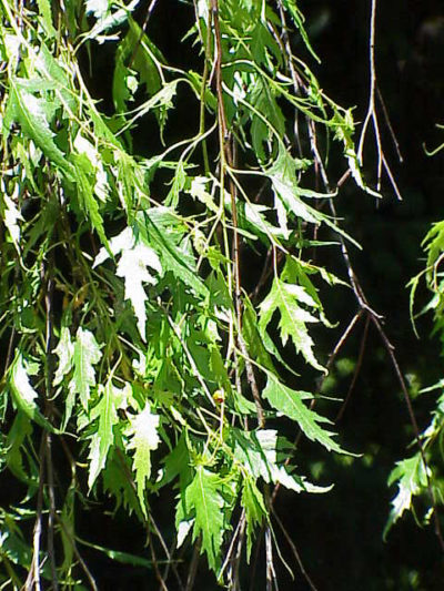 Weeping Cutleaf Birch, Betula pendula 'Laciniata' | Photo from Wikimedia Commons