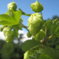 ‘Cascade’ Brewer’s Hop Vine
