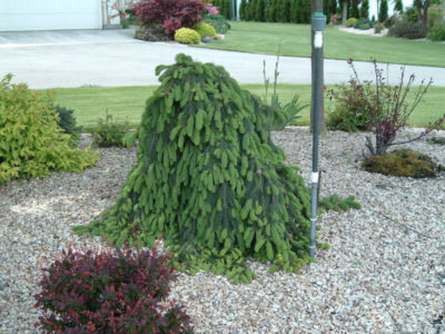 Picea abies pendula, Weeping Norway Spruce | Photo courtesy of Bron & Sons Nursery Co.