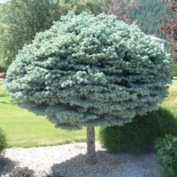 Blue Globe Spruce (topiary form)