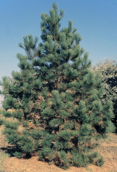 Pinus ponderosa | USDA photo