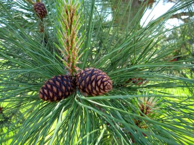 Pinus ponderosa cones | photo by Gerry from Fort St. John, BC, Canada [CC BY-SA 2.0], via Wikimedia Commons