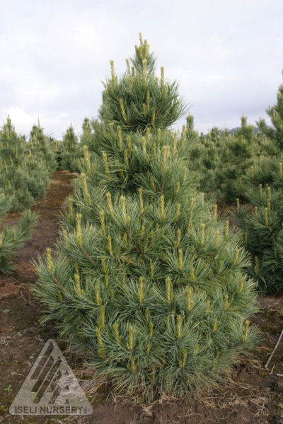 'Westerstede' Pine | photo courtesy of Iseli Nursery