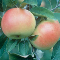‘Goodland’ Apple