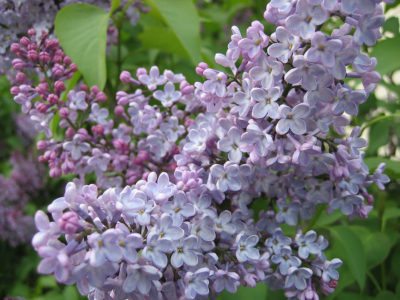 Purple lilac | photo from Flickr, author Marisa DeMeglio from NYC, USA