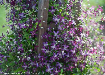 'Sweet Summer Love' Clematis | photo provided by Proven Winners®