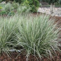 ‘Overdam’ Variegated Reed Grass