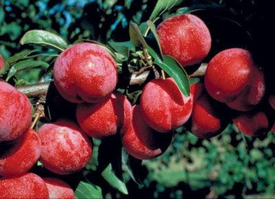 Prunus 'Pembina'