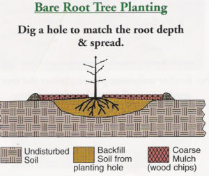 Bareroot tree planting