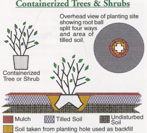 Containerized tree and shrub planting