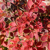 ‘Admiration’ Barberry