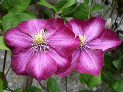Clematis 'Ville de Lyon' | Photo by Doug Wertman from Rogers, AR, USA (Clematis Uploaded by uleli) [CC BY 2.0 ], via Wikimedia Commons