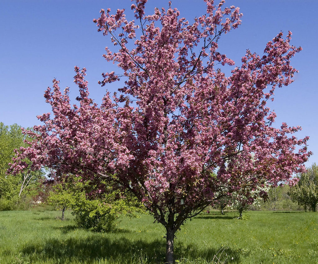 'Thunderchild' Crabapple - Wyoming Plant Company