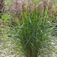 ‘Huron Sunrise’ Miscanthus Grass