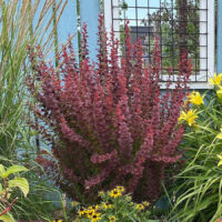 ‘Orange Rocket’ Barberry