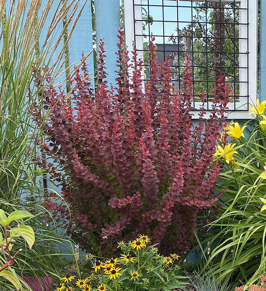 Orange Rocket Barberry at Wyoming Plant Company Garden Center
