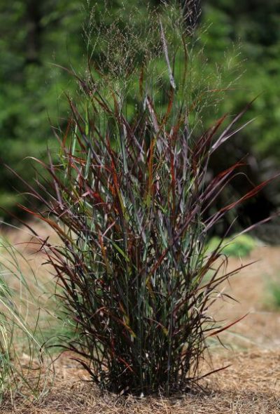 'Hot Rod' Switch Grass | Photo courtesy of Bron & Sons Nursery Co.