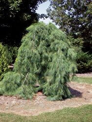 Weeping White Pine | Photo courtesy of Bron & Sons Nursery