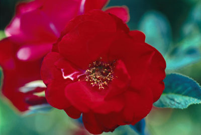 'Hope for Humanity' Rose | Photo courtesy of Bailey Nurseries, Inc.