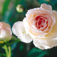 ‘Morden Blush’ Rose