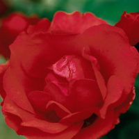 ‘Morden Fireglow’ Rose