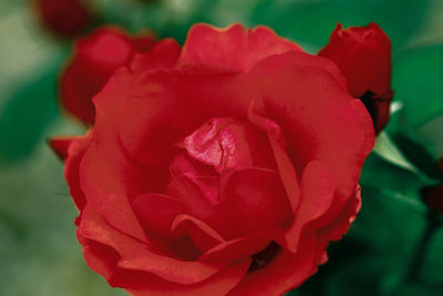 'Morden Fireglow' Rose | Photo courtesy of Bailey Nurseries, Inc.