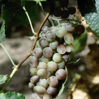 Frontenac Gris™ Grape