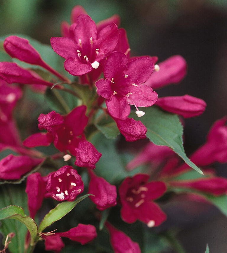 Red Prince Weigela Wyoming Plant Company   Weigela Red Prince Bailey 768x853 