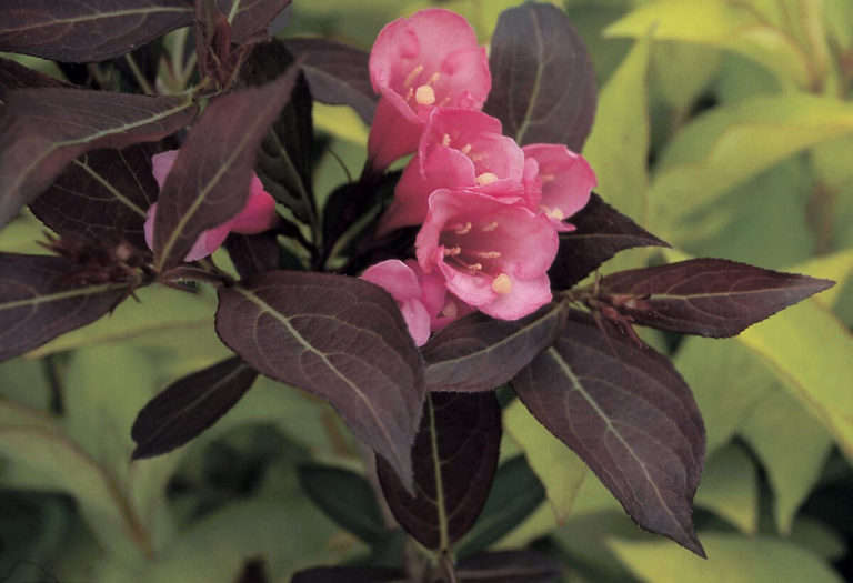 Wine And Roses® Weigela Wyoming Plant Company