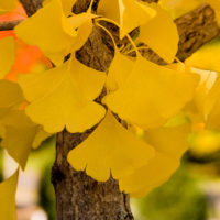‘Autumn Gold’ Ginkgo