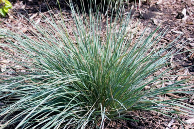 Sapphire Blue Oat Grass | Photo courtesy of Bailey Nurseries, Inc.