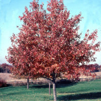Red Sunset® Maple