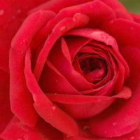 Easy Elegance® Kashmir Rose