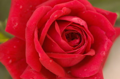 Easy Elegance® Kashmir Rose | Photo courtesy of Bailey Nurseries, Inc.