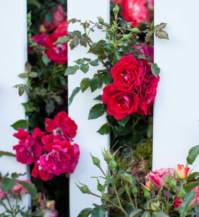 Easy Elegance® Paint the Town Rose | Photo courtesy of Bailey Nurseries, Inc.