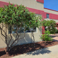 Staghorn Sumac