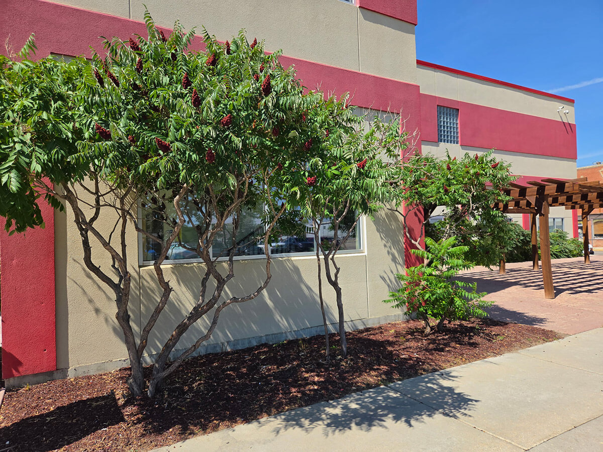 Staghorn Sumac growing in front of the 12-24 Club, corner of Wolcott and 5th St. in Casper.