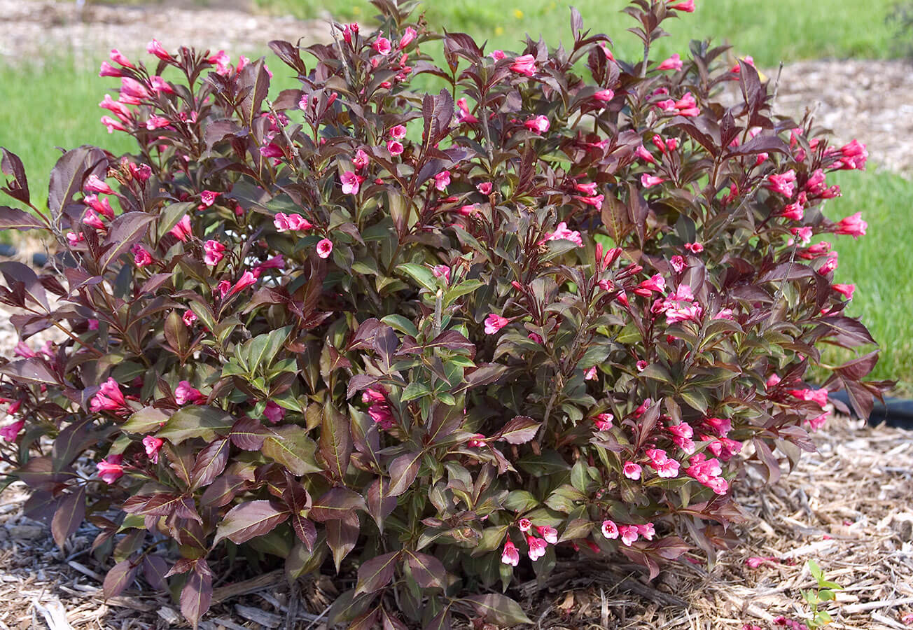 Weigela Wine And Roses 2 Bailey 