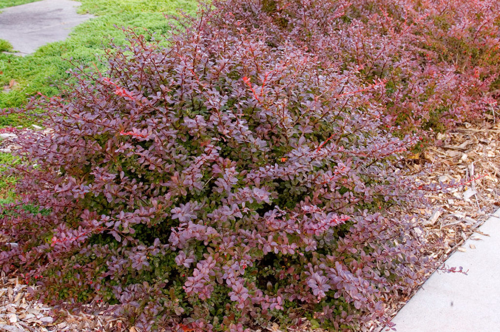 Crimson Pygmy Barberry Wyoming Plant Company