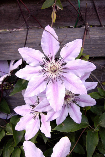 Clematis 'Nelly Moser'