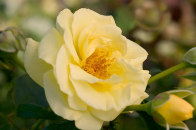 Easy Elegance® High Voltage Rose | Photo courtesy of Bailey Nurseries, Inc.
