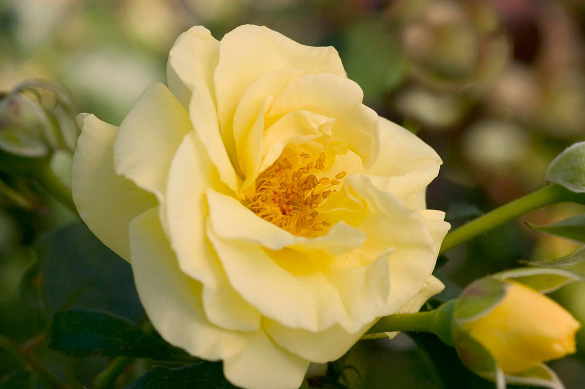 Easy Elegance® High Voltage Rose - Wyoming Plant Company
