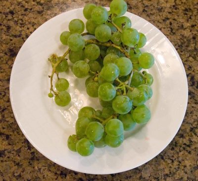 Vitis 'Edelweiss' Grape | Photo courtesy of Bailey Nurseries, Inc.