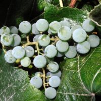 Edelweiss Grape