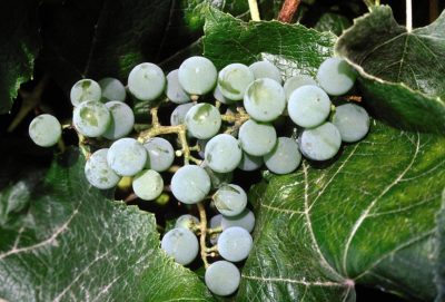 Vitis 'Edelweiss' Grape | Photo courtesy of Bailey Nurseries, Inc.