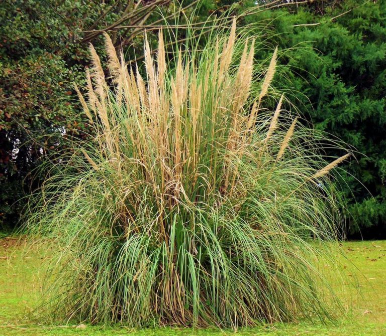 Hardy Pampas Grass - Wyoming Plant Company