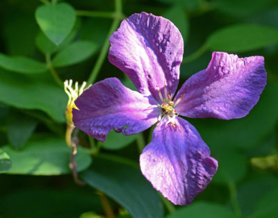 Clematis 'Polish Spirit' | Photo by: Amada44 [CC BY-SA 3.0 (https://creativecommons.org/licenses/by-sa/3.0)], from Wikimedia Commons