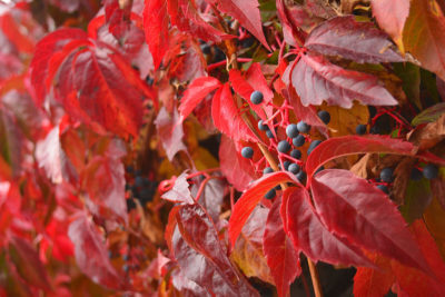 Engleman Ivy, Virginia Creeper fall color