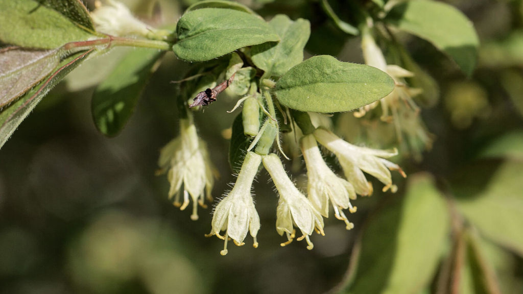 Tundra Honeyberry Wyoming Plant Company