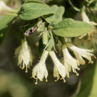 Tundra Honeyberry